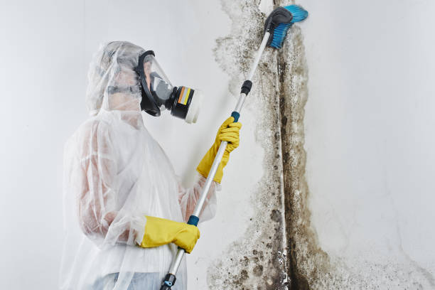 Best Mold Testing and Inspection Services in Oakland, CA