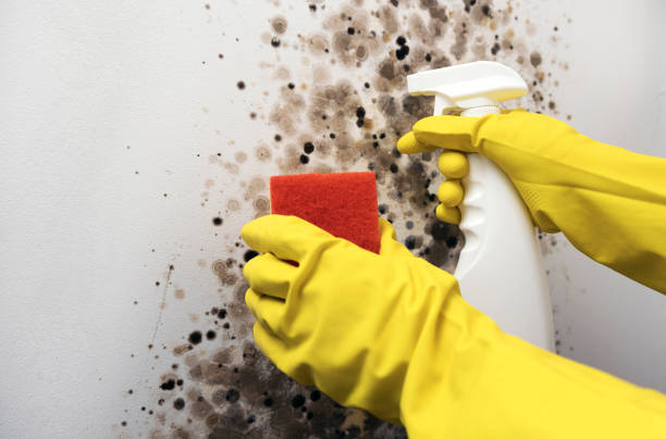 Best Post-Flood Mold Remediation in Oakland, CA