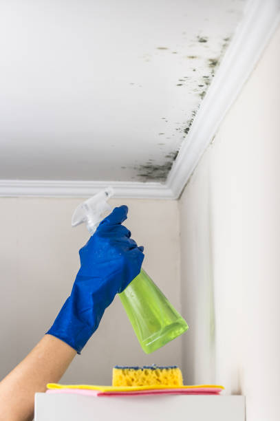 Best Attic Mold Remediation in Oakland, CA